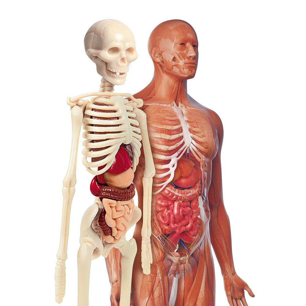Model ljudskog kostura cijena